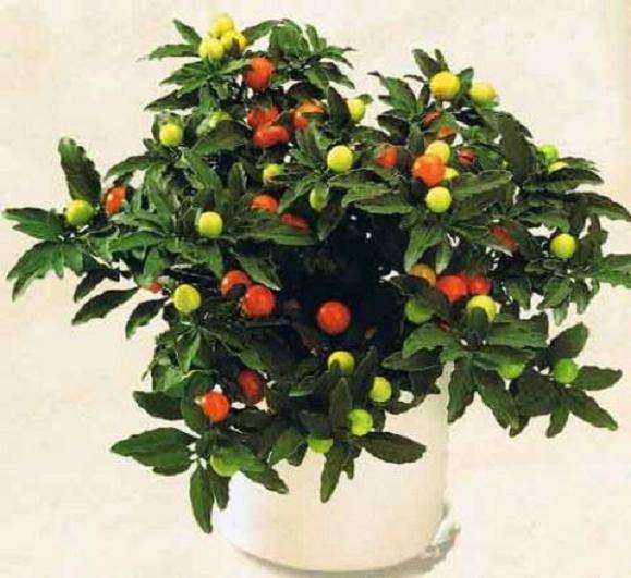 为什么盆栽珊瑚樱 致富好前景