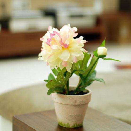 盆栽芍药有机栽培基质的筛选与开发