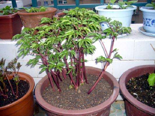 盆栽芍药有机栽培基质的筛选与开发