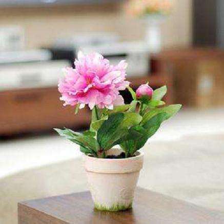 盆栽芍药有机栽培基质的筛选与开发