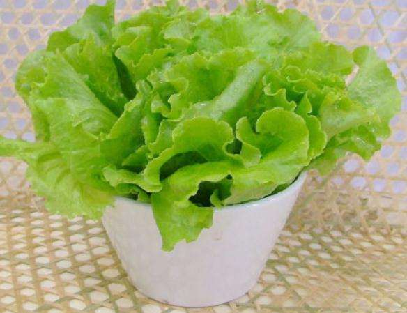 盆栽生菜怎么栽培的4个技术
