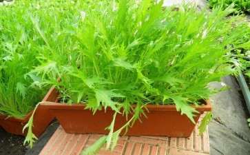 盆栽生菜怎么栽培的4个技术