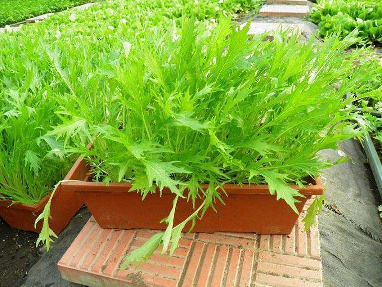 盆栽生菜怎么栽培的4个技术