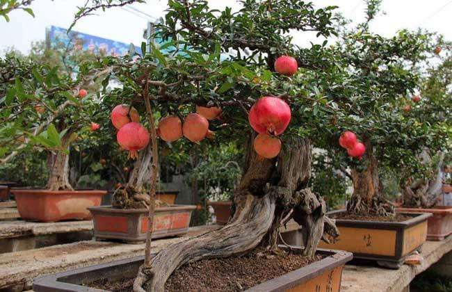 盆栽石榴怎么栽植保成活的2个方法