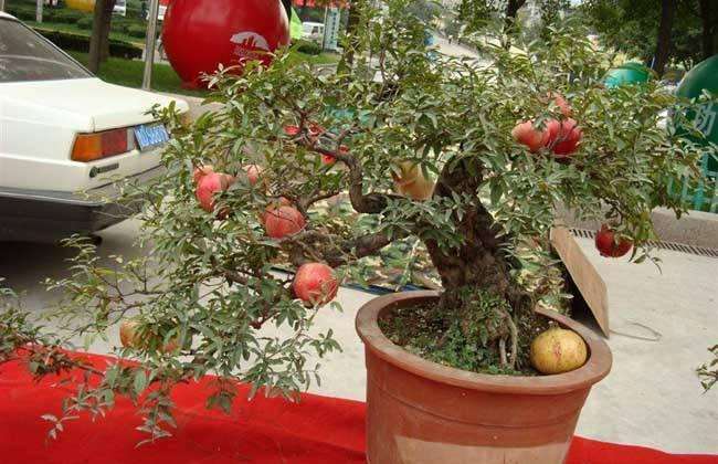 盆栽石榴怎么栽植保成活的2个方法