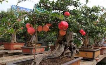 盆栽石榴怎么栽植保成活的2个方法