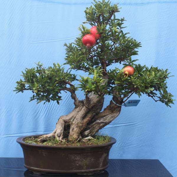 盆栽石榴怎么疏花疏果的4个方法