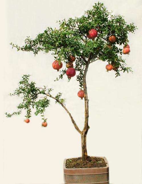 盆栽石榴怎么加强肥水防裂果的3个方法