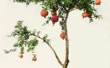 盆栽石榴怎么加强肥水防裂果的3个方法