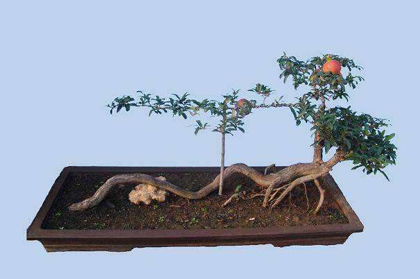 盆栽石榴怎么防治病虫的2个方法