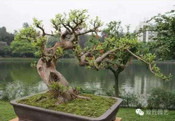 石榴盆栽怎么倒盆补肥的3个方法