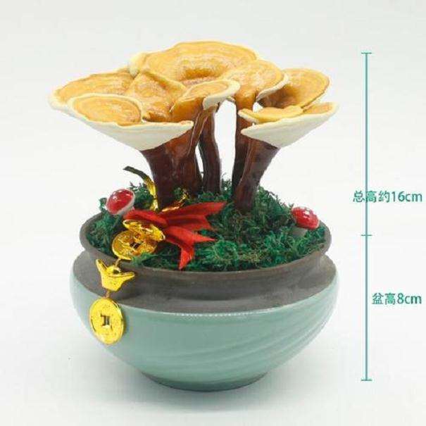 盆栽食用菌在阳台蔬菜中的应用