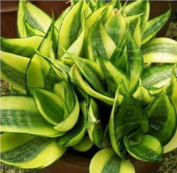 盆栽蔬菜二次带盆移栽无土栽培技术