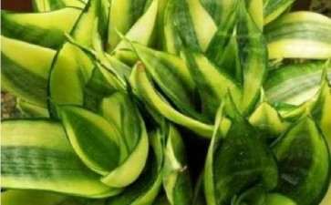 盆栽蔬菜二次带盆移栽无土栽培技术