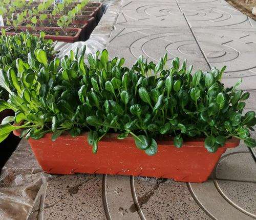 盆栽蔬菜发展过程中的3个建议