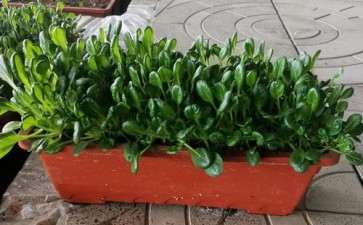 盆栽蔬菜发展过程中的3个建议