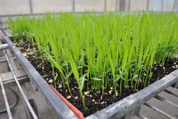 盆栽水稻对土壤汞富集特征及其影响因素