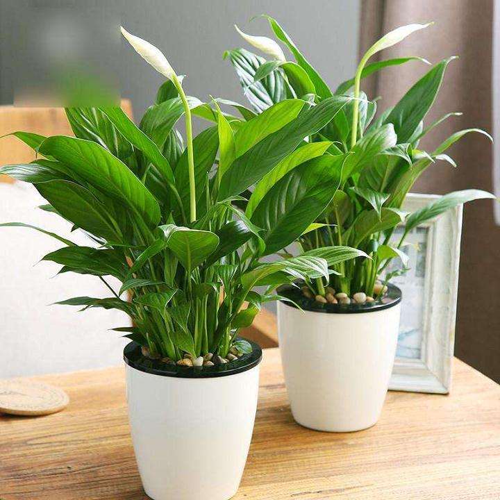 盆栽水生花卉的生态习性 有哪些