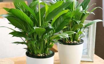 盆栽水生花卉的生态习性 有哪些