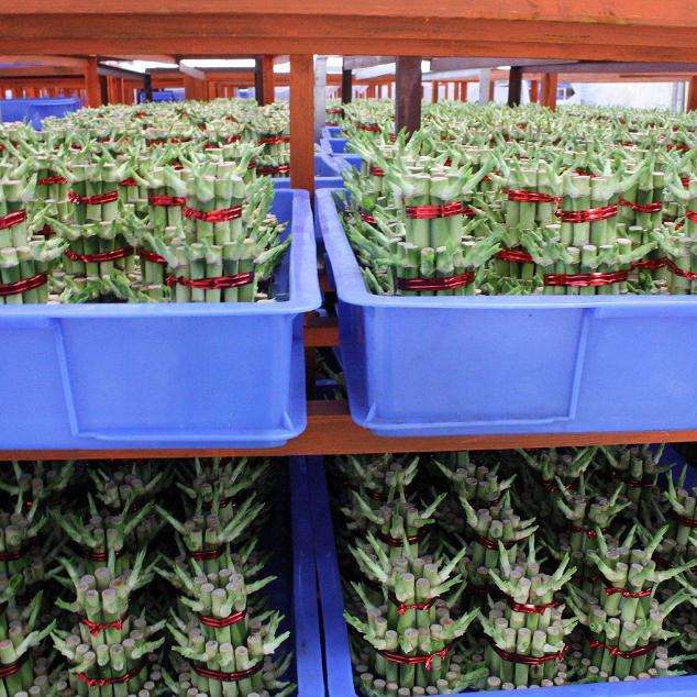 6个适合盆栽置景的水生花卉品种