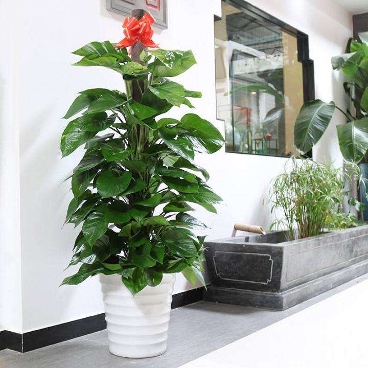 6个适合盆栽置景的水生花卉品种