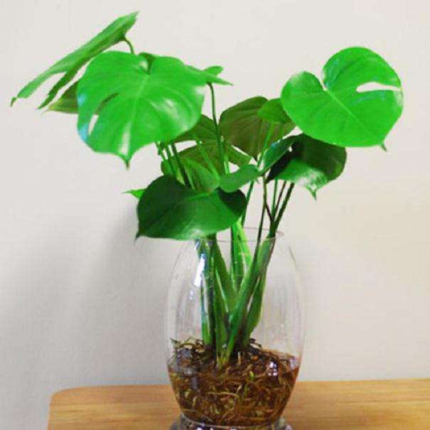 盆栽水生花卉怎么种植养护的3个方法