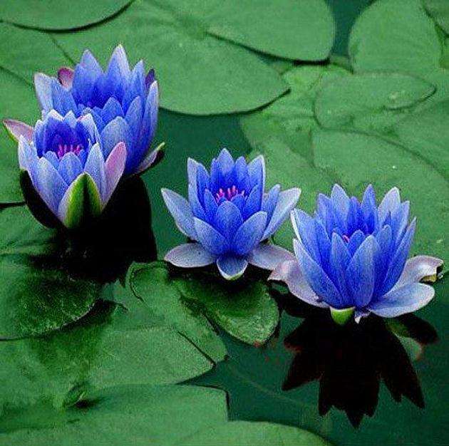 盆栽水生花卉怎么种植养护的3个方法