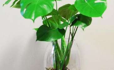 盆栽水生花卉怎么种植养护的3个方法