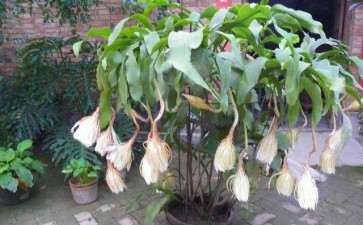 盆栽昙花怎么栽培的6个要点