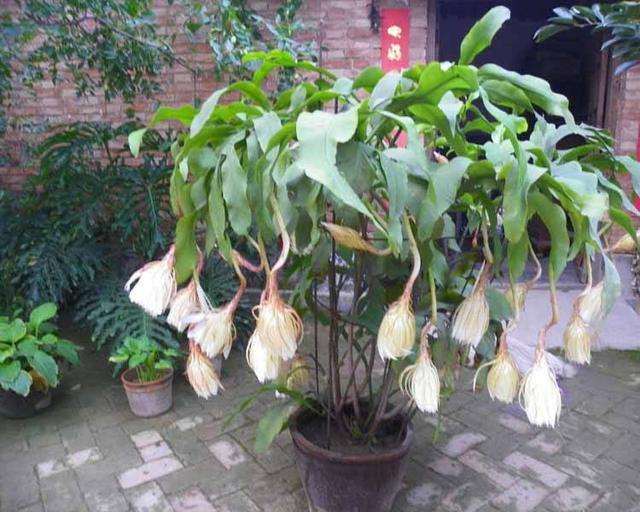 盆栽昙花怎么繁殖方法的3个方法