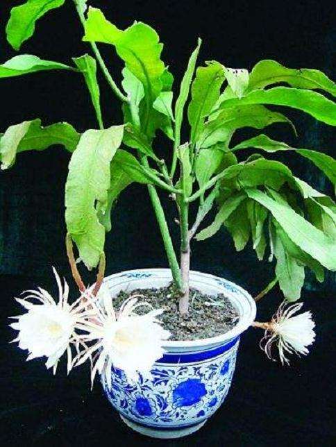 盆栽昙花怎么繁殖方法的3个方法