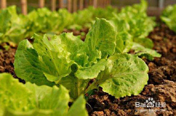 盆栽条件下不同品种紫色生菜苗期生长的研究