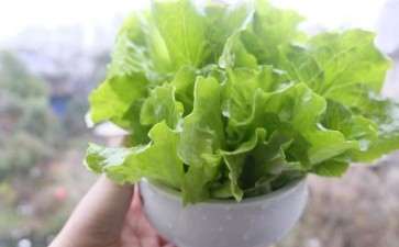 盆栽条件下不同品种紫色生菜苗期生长的研究