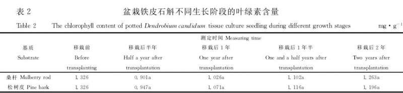 盆栽铁皮石斛组培瓶苗的成活率