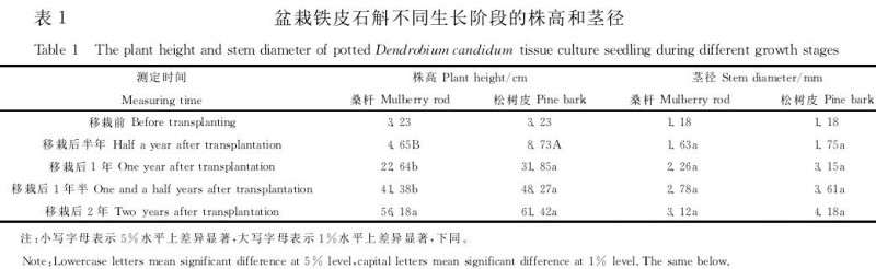 盆栽铁皮石斛组培瓶苗的成活率