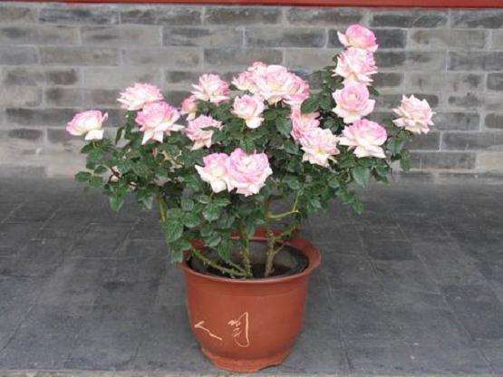 盆栽微型月季新品种怎么选育的方法