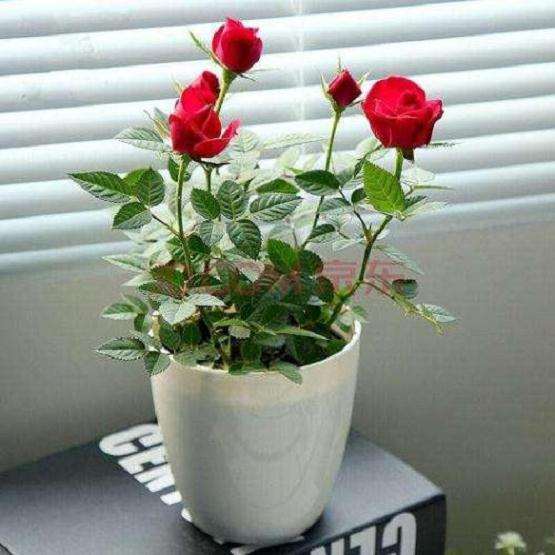 盆栽微型月季新品种怎么选育的方法