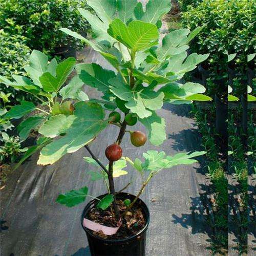 无花果盆栽的环境怎么调控