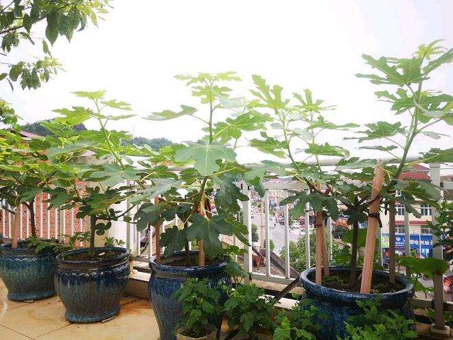 盆栽无花果怎么水肥管理的3个方法