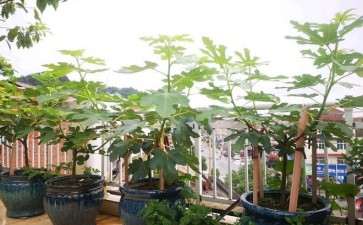 盆栽无花果怎么水肥管理的3个方法