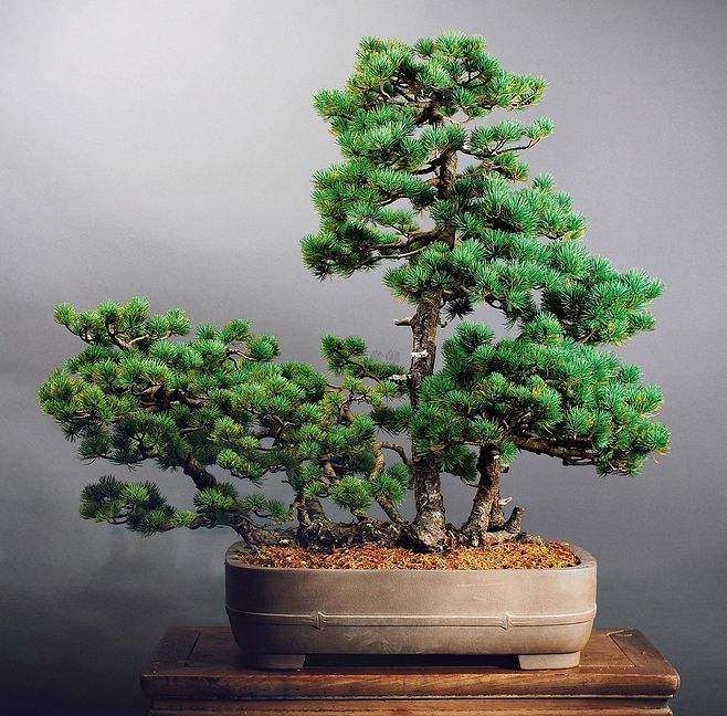盆栽五针松怎么嫁接繁殖的2个技术