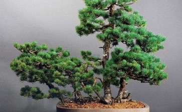 盆栽五针松怎么嫁接繁殖的2个技术
