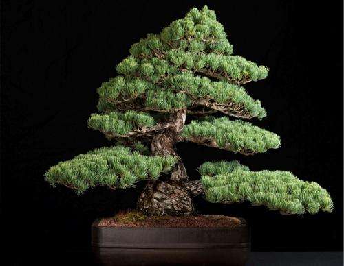 盆栽五针松怎么移株靠接的方法