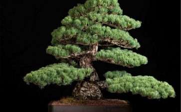 盆栽五针松怎么移株靠接的方法