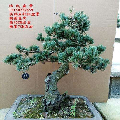 盆栽五针松怎么小苗梢接的方法