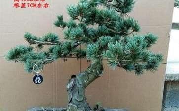 盆栽五针松怎么小苗梢接的方法