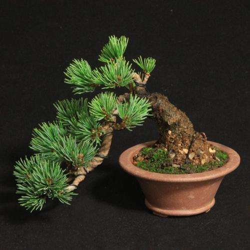 盆栽五针松怎么老桩芽接的3个方法