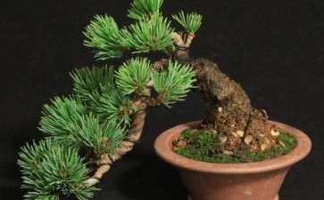 盆栽五针松怎么老桩芽接的3个方法