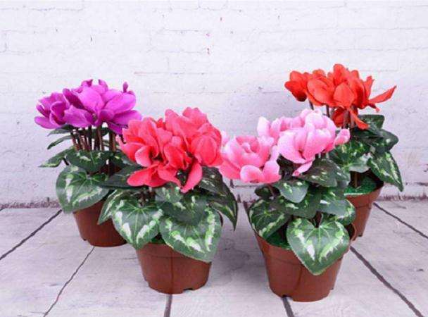 盆栽仙客来怎么促花的3个要点