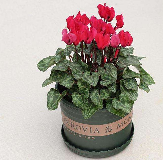 盆栽仙客来怎么促花的3个要点